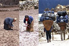 Khumjung 09 Daily Life Goes On In Khumjung Cleaning The Fields While Porters Carry Trekking Equipment For Tourists